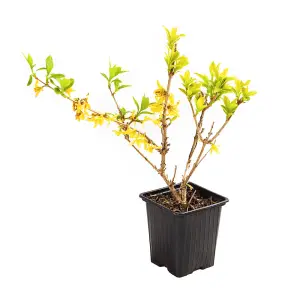 1 x Easter Tree Forsythia intermida Mikador in a 8/9cm Pot