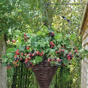 Rubus fruticosus Tiny Black - Compact Blackberry plant ideal for a patio 1 x 9cm pot