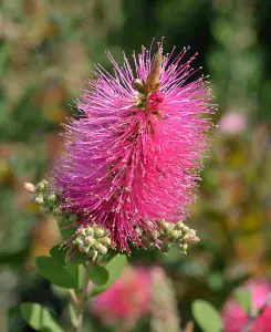 Callistemon viminalis Hot Pink - Bottlebrush plant - supplied in a 9cm pot