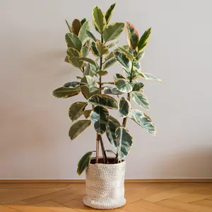 Ficus Tineke - Indoor House Plant for Home Office, Kitchen, Living Room - Potted Houseplant (80-90cm Height Including Pot)