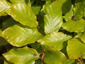 25 Green Beech Hedging Plants, Fagus Sylvatica Trees, 30-50cm,Copper in Winter 3FATPIGS