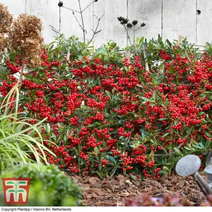 Pyracantha Red Star 9cm Potted Plant x 2