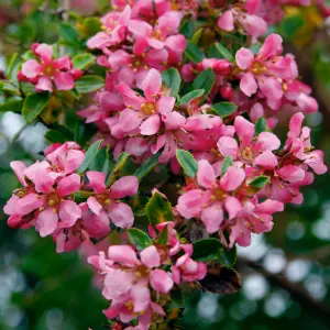 Escallonia Donard Seedling Garden Shrub - Pink Flowers, Compact Size, Attracts Pollinators (20-30cm Height Including Pot)