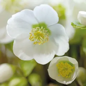 Helleborus Flowering Christmas Rose Hardy Plant for UK Gardens (20-30cm Height Including Pot)