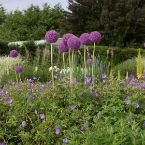 3 x Allium Globemaster Bulbs - Summer Flowering - UK Hardy Pollinator Friendly - Grow in Beds, Borders & Patio Pots