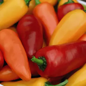 Chilli Pepper Fresno Mix F1 1 Seed Packet (6 Seeds)