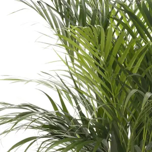 Areca Palm - Lush Tropical Houseplant for Indoor Spaces (90-100cm Height Including Pot)