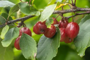 Lincolnshire Fruits Malus Pink Glow Potted 7 Litre 1.5m Tree