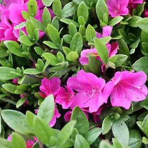 Azalea Pink Plant - Vibrant Blooms, Compact Size, Hardy (20-30cm Height Including Pot)