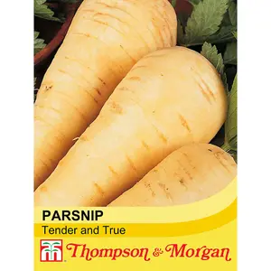 Parsnip Tender and True 1 Seed Packet (300 Seeds)