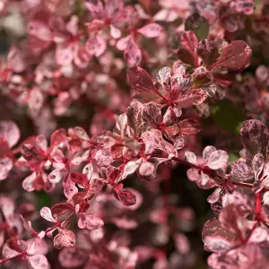 Berberis Harlequin - Outdoor Flowering Shrub, Ideal for UK Gardens, Compact Size (15-25cm Height Including Pot)