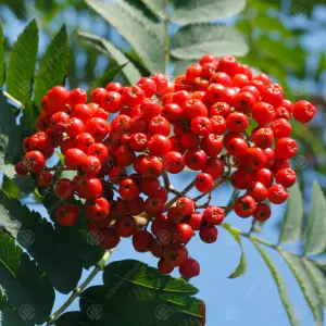 Sorbus Asplenifolia Tree - Mountain Ash, Upright, Striking Autumn Foliage (5-6ft)