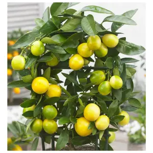 Citrus Limequat Tree in 12cm Pot - Key Lime/Kumquat Hybrid - Grows Edible Fruit