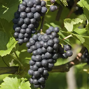 Grow Your Own Fruit  Vitis Grape Boskoop Glory 2.5 Litre Pot x 2