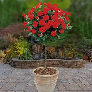 Red Rose Bushes x 2 - Pair of Standard Roses - Bare Root, 60cm Tall, Ready to Plant in UK Gardens