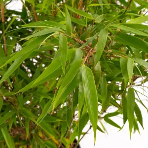 Bamboo Fargesia Rufa - Hardy Clumping Bamboo, Ideal for Privacy Screens (110-130cm)