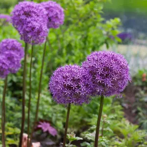 3 x Allium Globemaster Bulbs - Summer Flowering - UK Hardy Pollinator Friendly - Grow in Beds, Borders & Patio Pots