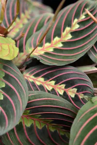 2 x Maranta Red Stripe - 15-20cm High inc Pot - Mini Indoor Plants