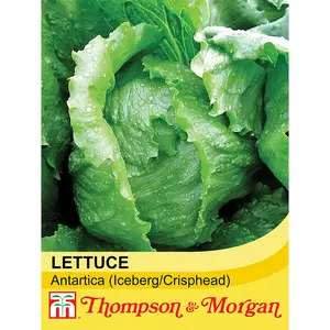 Lettuce (Iceberg) Antartica 1 Seed Packet (200 Seeds)