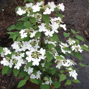 Viburnum plicatum Kilimanjaro Sunrise Shrub in a 3-Litre Pot