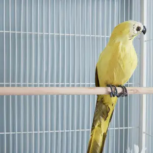 Large Bird Cages Parrot Cage Wide Flight Metal Animal Cage for Budgie Parakeet Conure With Rolling Stand Wheels (White, 62L x 43W