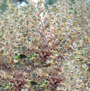 Coprosma Rainbow Surprise - Variegated Red and Green Foliage, Evergreen, Hardy (20-30cm Height Including Pot)