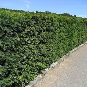 100 English Yew 30-40cm Hedging Plants,4yr old Evergreen Hedge,Taxus Baccata Trees 3FATPIGS