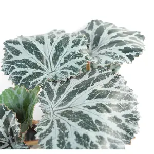 50cm Artificial Trailing Begonia Plant