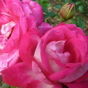 Rose Bush 'Gaujard' - Double Petalled Hybrid Tea Rose Bush in 3 Litre Pot