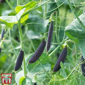 Pea Snap Climbing Purple Magnolia 1 Seed Packet (50 Seeds)