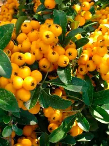 Pyracantha Yellow Soliel D'or Shrub 5-6ft Extra Large Supplied in a 5 Litre Pot