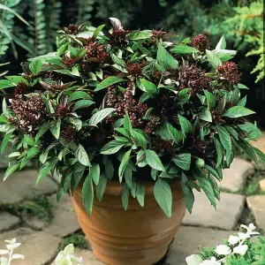 Herb Basil Siam Queen 1 Seed Packet (75 Seeds)