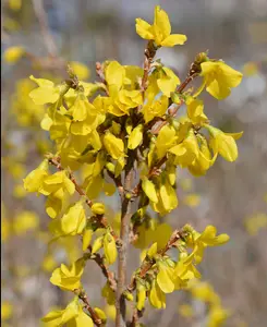 Forsythia Mini Gold - Dwarf Forsythia - Great for winter displays - supplied in a 9cm pot