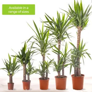 Spineless Yucca - Striking and Low-Maintenance Indoor Plant for Interior Spaces (120-140cm Height Including Pot)