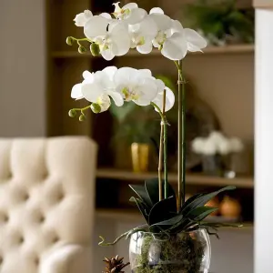 Bloom Artificial Double Phalaenopsis White Orchid Flower in Vase - Faux Fake Realistic Floral Home Decoration - H60cm x W30cm