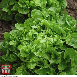 Organic Lettuce Red & Green Salad Bowl Mixed 1 Seed Packet