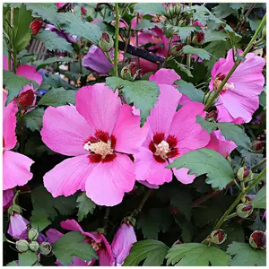 Hibiscus Syriacus Flower Tower Ruby / 'Gandini van Aart Ruby' in 2L Pot