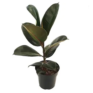 House Plant - Rubber Plant - Robusta - 12 cm Pot size - 30-40 cm Tall - Ficus Elastica - Indoor Plant