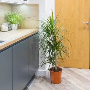 Dracaena Marginata 3 stem 60/30/15cm in  24cm pot 1.3M tall - Dragon Tree Houseplant for Homes & Office