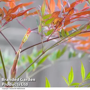 Nandina Summer Sunset 9cm Potted Plant x 3