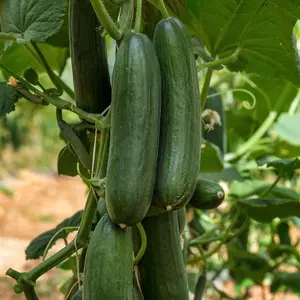 Cucumber Marketmore 1 Seed Packet (20 Seeds)