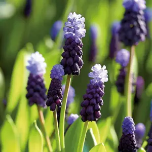 Muscari latifolium (grape hyacinth) 15 Flower bulbs