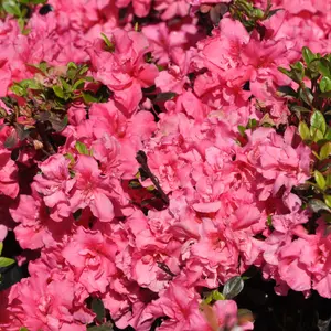 Azalea Rokoko - Evergreen Shrub, Pink Blooms, Compact Size (20-30cm Height Including Pot)