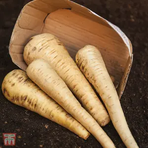 Parsnip Tender And True 1 Seed Packet (300 Seeds)