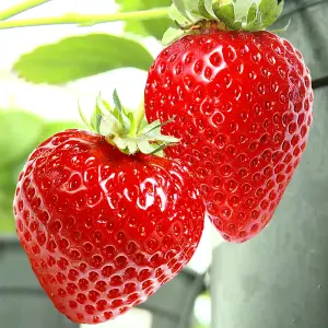 Strawberry Honeoye - Outdoor Fruit Plants for Gardens, Pots, Containers (9cm Pots, 10 Pack)