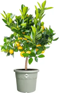 Elho 30cm Algarve Cilindro Pot (Thyme Green)