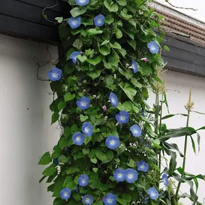 Morning Glory Heavenly Blue 1 Packet (50 Seeds)