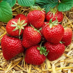 Strawberry Honeoye - Outdoor Fruit Plants for Gardens, Pots, Containers (9cm Pots, 5 Pack)