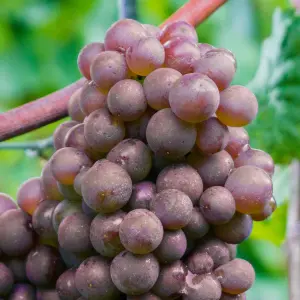 Grape Vitis Generosa - Outdoor Fruit Plant, Ideal for UK Gardens, Compact Size (20-30cm Height Including Pot)