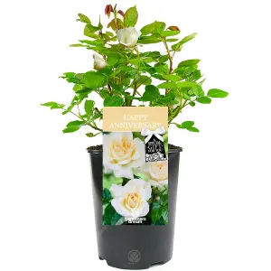 Happy Anniversary Cream Rose - Outdoor Plant, Ideal for Gardens, Compact Size